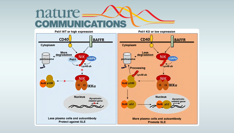 肖意傳研究組發(fā)現(xiàn)E3泛素連接酶Peli1在系統(tǒng)性紅斑狼瘡中的功能與作用機制