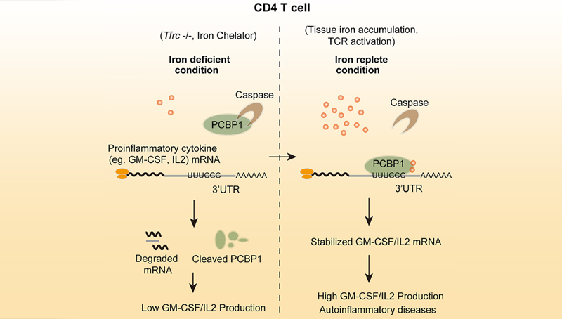 常興研究組報(bào)道自身免疫性疾病發(fā)病新機(jī)制