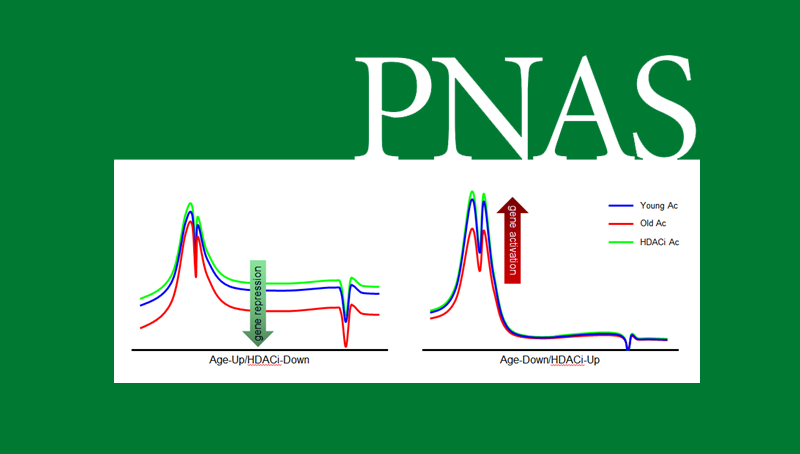 韓敬東研究組揭示組蛋白乙?；瘜Υ竽X炎性衰老相關(guān)基因抑制的新模式