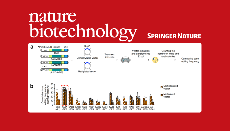 楊力研究組合作開發(fā)新型普適堿基編輯器