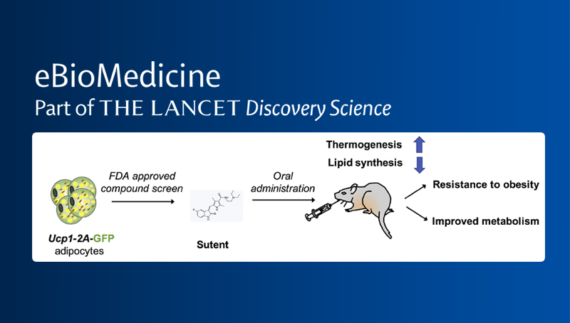 丁秋蓉研究組合作發(fā)現(xiàn)新的調(diào)控褐色脂肪組織活性的小分子藥物
