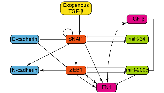 王鵬研究組合作揭示競(jìng)爭(zhēng)性?xún)?nèi)源RNA直接調(diào)控上皮間質(zhì)轉(zhuǎn)化（EMT）的動(dòng)態(tài)過(guò)程