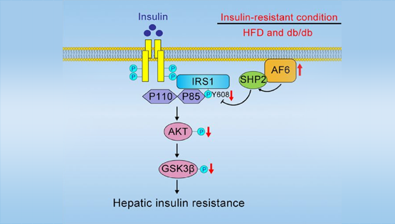 詹麗杏研究組發(fā)現(xiàn)極性蛋白AF6調(diào)控血糖穩(wěn)態(tài)和胰島素敏感性的新功能及機(jī)制