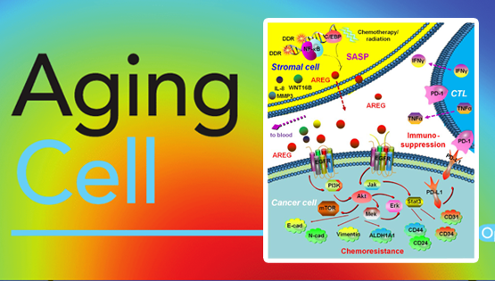 孫宇研究組發(fā)現(xiàn)藥物損傷性微環(huán)境中衰老細(xì)胞引發(fā)腫瘤耐藥與免疫逃逸新機(jī)制