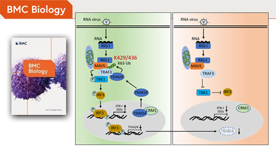 肖意傳研究組發(fā)現(xiàn)TRIM24在抗病毒免疫中的新機制