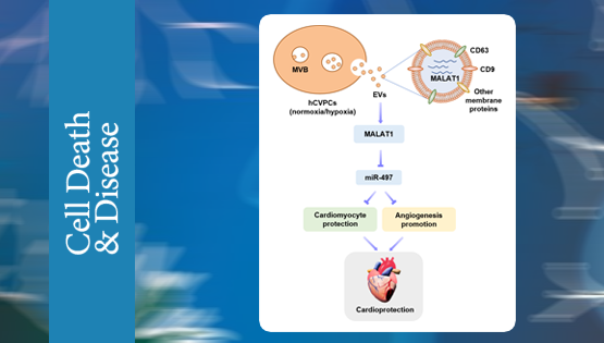 楊黃恬研究組揭示人胚胎干細(xì)胞衍生心血管前體細(xì)胞胞外囊泡的心臟保護(hù)作用及機(jī)制
