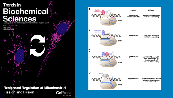 楊力研究員與合作者受邀發(fā)表基因編輯技術(shù)系統(tǒng)性綜述論文