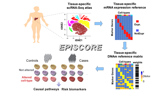 Andrew Teschendorff研究組開發(fā)可應用于任意組織類型的表觀基因組單細胞解析算法