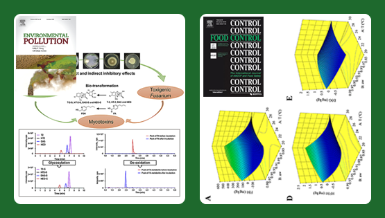 武愛波研究組在基于木霉的真菌毒素脫毒轉化、玉米原料中真菌毒素污染風險預警等方面取得研究進展