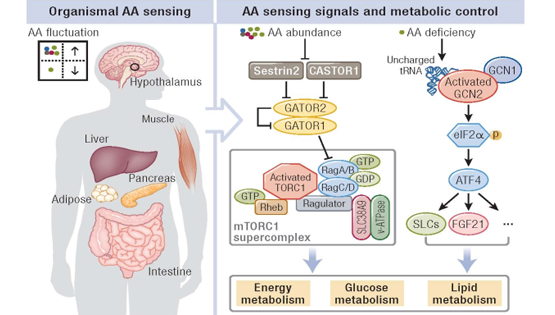 中科院上海營養(yǎng)與健康研究所郭非凡研究員受邀發(fā)表氨基酸感應與代謝穩(wěn)態(tài)和健康的綜述論文