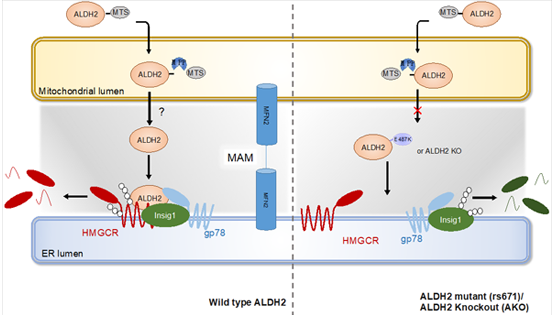 尹慧勇研究組發(fā)現(xiàn)乙醛脫氫酶2調(diào)控肝臟膽固醇代謝機制