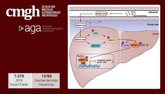 營養(yǎng)與健康所李于研究組合作發(fā)現(xiàn)腸道菌群代謝產(chǎn)物改善非酒精性脂肪性肝病的新機制