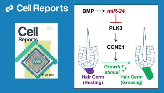 營養(yǎng)與健康所張亮研究組發(fā)現(xiàn)調(diào)控皮膚毛發(fā)再生潛能的新機(jī)制