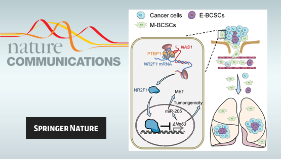 營養(yǎng)與健康所胡國宏研究組發(fā)現(xiàn)乳腺癌肺轉(zhuǎn)移休眠調(diào)控新機(jī)制