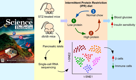 營(yíng)養(yǎng)與健康所陳雁研究組發(fā)現(xiàn)間歇性蛋白限制能夠干預(yù)糖尿病并保護(hù)胰島β細(xì)胞