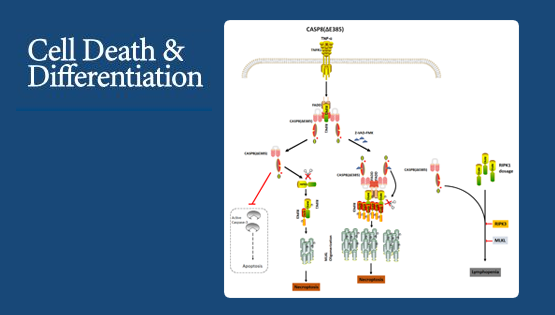 營(yíng)養(yǎng)與健康所章海兵研究組揭示細(xì)胞程序性壞死及免疫穩(wěn)態(tài)調(diào)控新機(jī)制