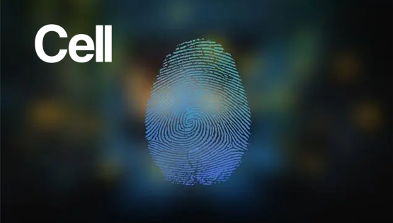 復(fù)旦、中科院團(tuán)隊(duì)發(fā)現(xiàn)肢體發(fā)育相關(guān)基因在指紋花紋形成中發(fā)揮關(guān)鍵作用成果登《細(xì)胞》主刊