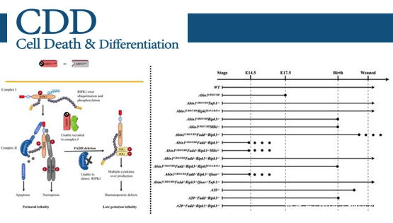 營養(yǎng)與健康所章海兵研究組揭示泛素結(jié)合蛋白ABIN1調(diào)控不同細胞死亡通路和炎癥反應(yīng)網(wǎng)絡(luò)新機制