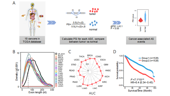 營(yíng)養(yǎng)與健康所王澤峰團(tuán)隊(duì)在癌癥中發(fā)現(xiàn)一種全新的長(zhǎng)度依賴性的異常剪接調(diào)控模式
