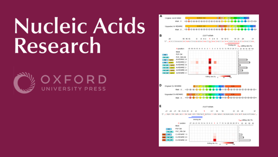 營(yíng)養(yǎng)與健康所王澤峰研究組發(fā)表一種不依賴于gRNA的新型RNA精準(zhǔn)編輯系統(tǒng)