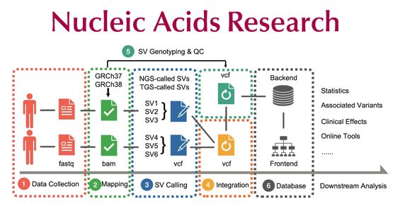徐書華/張國(guó)慶/樊少華團(tuán)隊(duì)合作發(fā)布人類基因組結(jié)構(gòu)變異數(shù)據(jù)庫(kù)和計(jì)算分析平臺(tái)PGG.SV