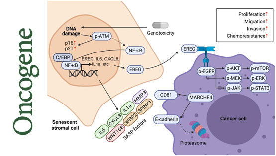 營(yíng)養(yǎng)與健康所孫宇研究組報(bào)道一種全新的微環(huán)境因子對(duì)腫瘤惡性演化的作用機(jī)制
