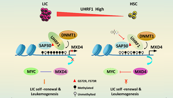 營(yíng)養(yǎng)與健康所王蘭研究組合作揭示UHRF1調(diào)控急性髓系白血病的新機(jī)制