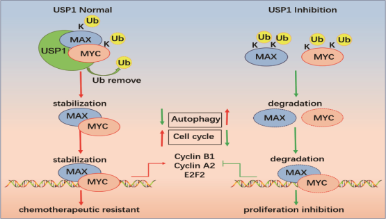 營(yíng)養(yǎng)與健康所王蘭研究組合作揭示USP1調(diào)控復(fù)發(fā)難治B細(xì)胞淋巴瘤的機(jī)制