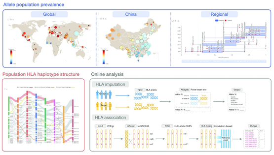 科研團(tuán)隊(duì)發(fā)布人類主要組織相容性復(fù)合體基因數(shù)據(jù)庫(kù)和分析平臺(tái)PGG.MHC