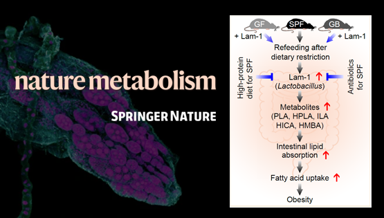營(yíng)養(yǎng)與健康所翟琦巍研究組揭示節(jié)食后體脂反彈和肥胖的機(jī)制及其營(yíng)養(yǎng)干預(yù)策略