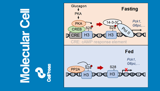 營養(yǎng)與健康所丁秋蓉研究組發(fā)現(xiàn)組蛋白磷酸化響應(yīng)激素信號調(diào)控肝臟糖異生的分子機(jī)制