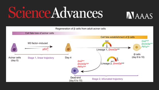 營養(yǎng)與健康所邵振研究組合作揭示了體內(nèi)誘導(dǎo)腺泡細(xì)胞轉(zhuǎn)分化再生β細(xì)胞的關(guān)鍵因子