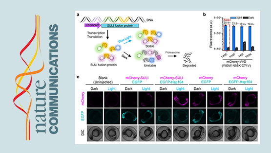 科研團(tuán)隊開發(fā)出活細(xì)胞蛋白質(zhì)光遺傳學(xué)控制技術(shù)