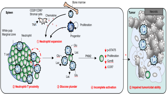營養(yǎng)與健康所組織干細(xì)胞與免疫研究組發(fā)現(xiàn)脾臟嗜中性粒細(xì)胞調(diào)控乳腺癌進(jìn)展的新機(jī)制