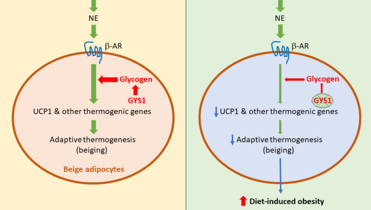 營(yíng)養(yǎng)與健康所陳雁研究組發(fā)現(xiàn)糖原在米色脂肪組織適應(yīng)性產(chǎn)熱中的作用及其對(duì)肥胖的影響