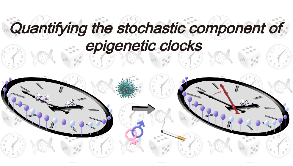 營(yíng)養(yǎng)與健康所Andrew E. Teschendorff研究組通過(guò)量化表觀遺傳時(shí)鐘的隨機(jī)成分闡明表觀遺傳時(shí)鐘的本質(zhì)