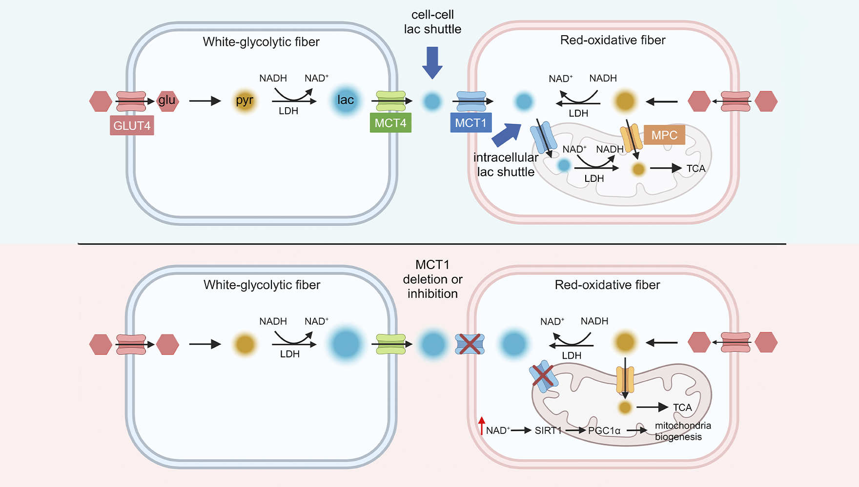營養(yǎng)與健康所陳雁和楊立峰團隊合作揭示骨骼肌乳酸穿梭調(diào)控肌纖維類型與運動能力