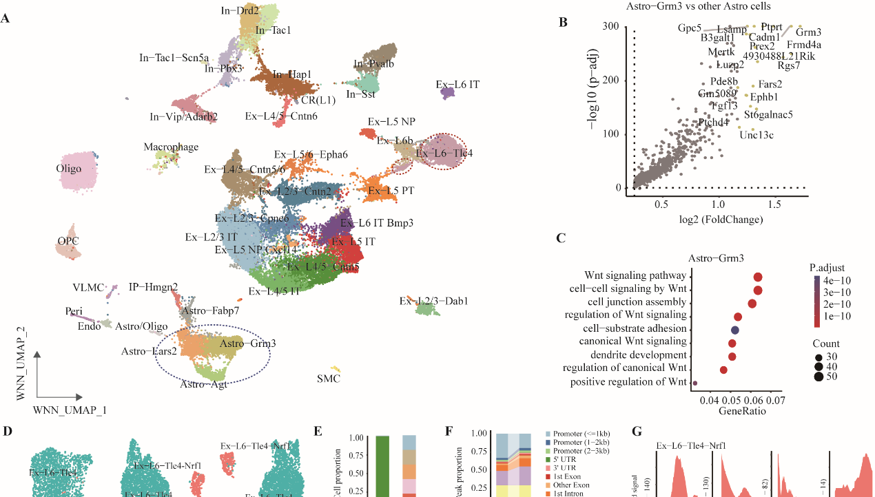 營養(yǎng)與健康所靳文菲研究組發(fā)布單細胞多模態(tài)數(shù)據(jù)庫并發(fā)現(xiàn)新細胞亞群