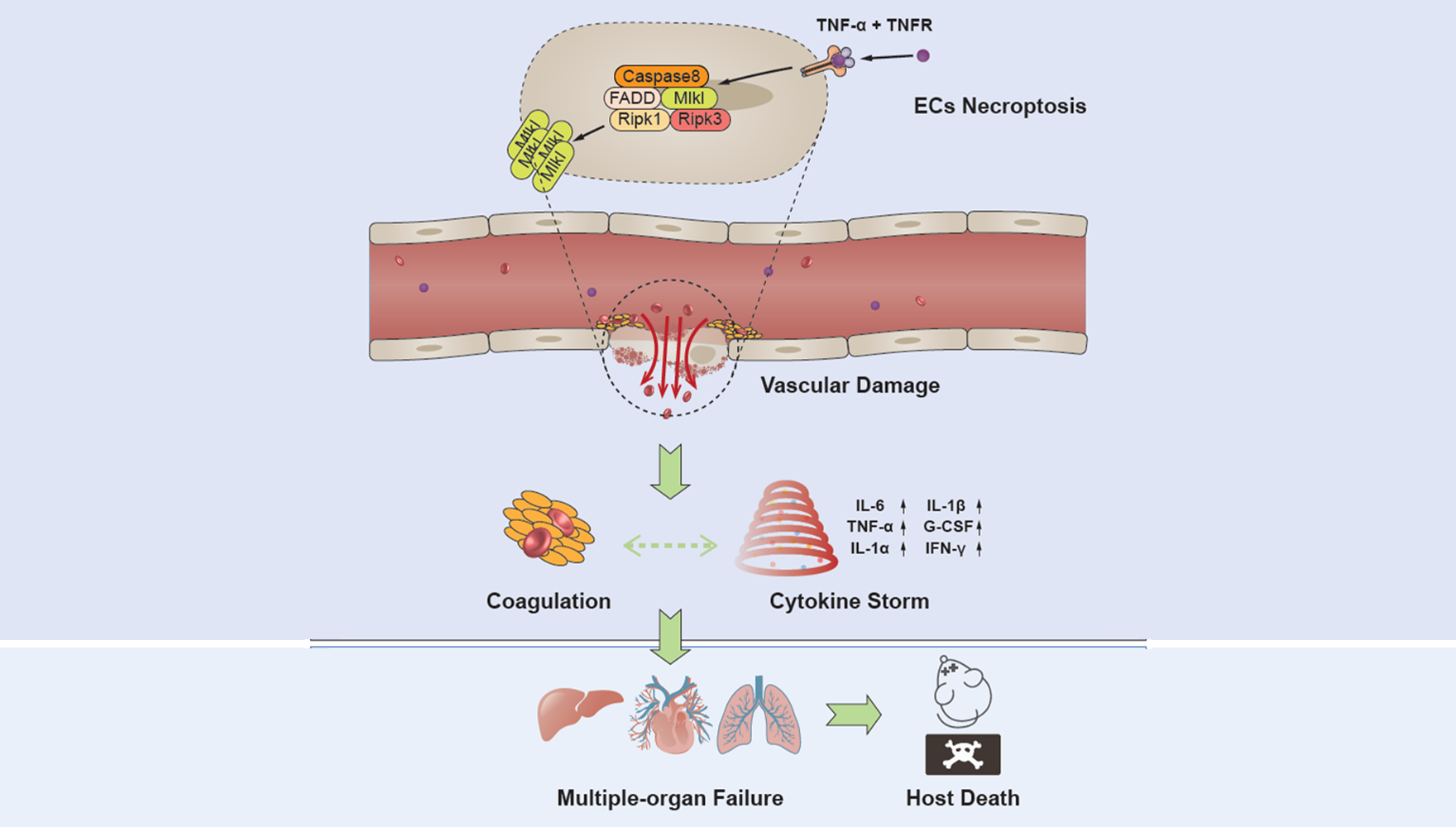 營養(yǎng)與健康所章海兵研究組揭示內(nèi)皮細胞程序性壞死介導全身系統(tǒng)性炎癥致死的關(guān)鍵機制