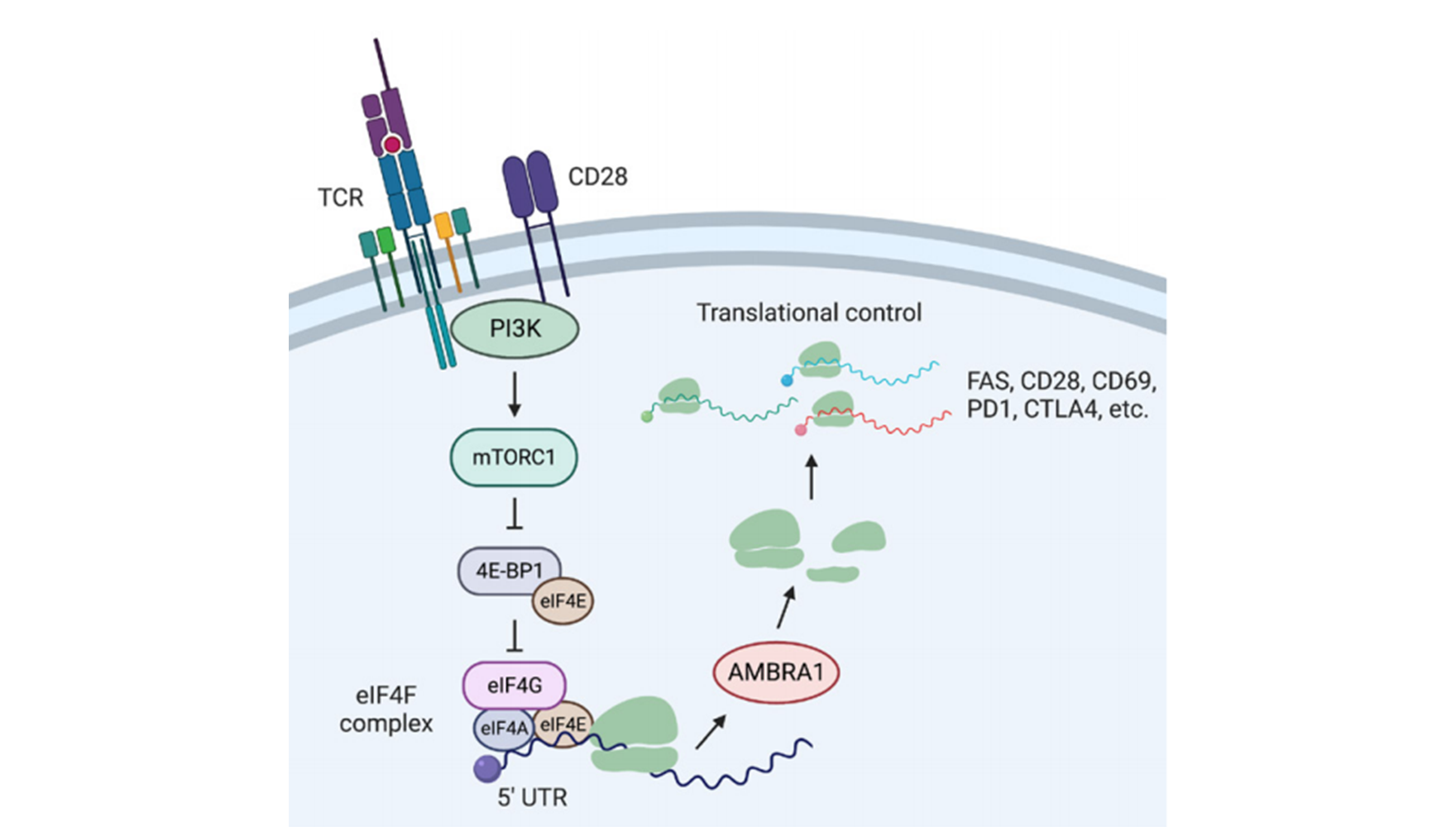 營養(yǎng)與健康所姚依昆研究組合作發(fā)現(xiàn)在翻譯水平調(diào)控T細胞死亡的關(guān)鍵因子