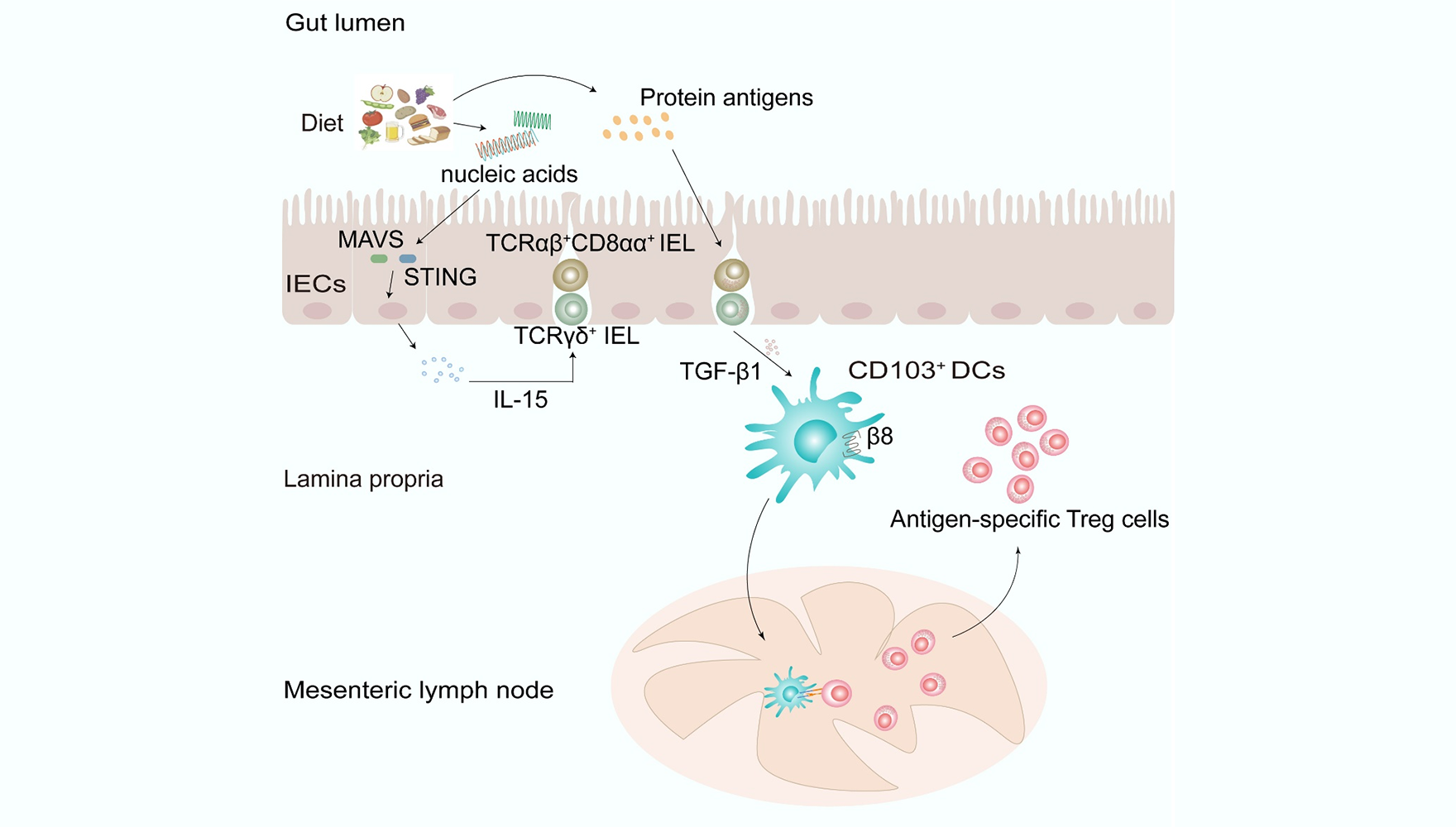 營(yíng)養(yǎng)與健康所錢友存研究組發(fā)現(xiàn)飲食來(lái)源核酸的促口服耐受作用
