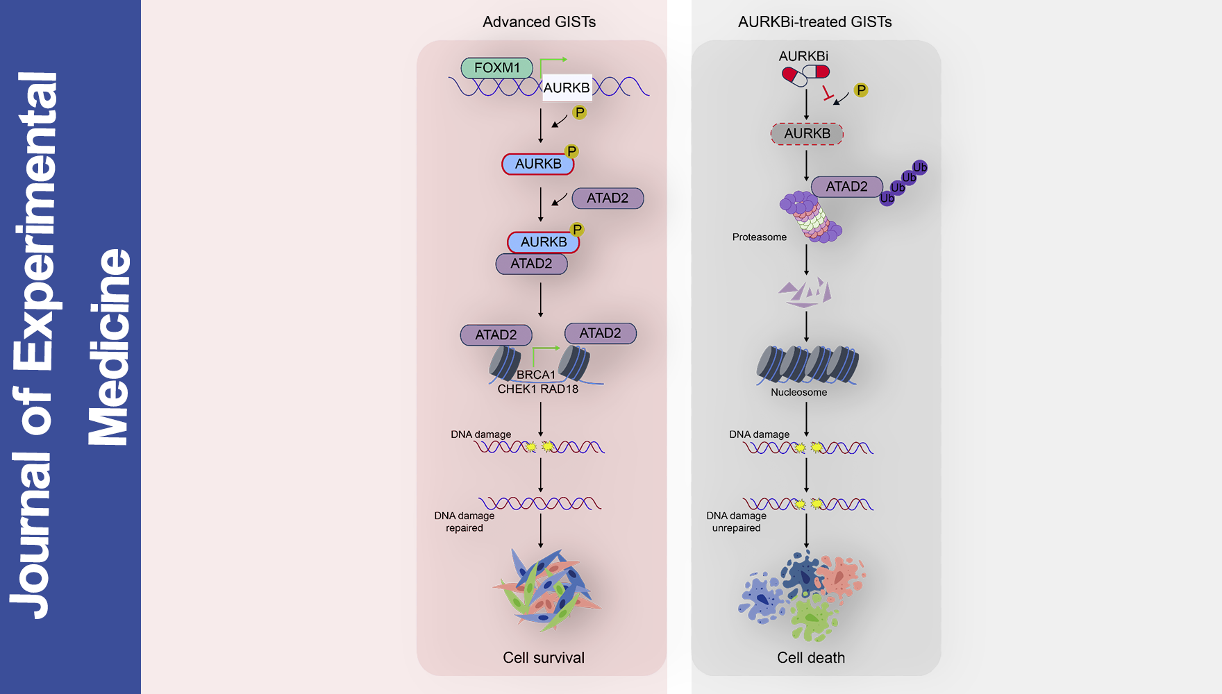 營養(yǎng)與健康所王躍祥研究組合作揭示晚期胃腸間質(zhì)瘤新型治療靶點