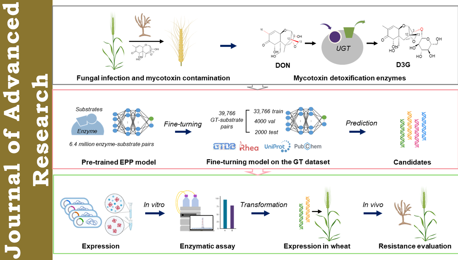 營養(yǎng)與健康所武愛波研究組基于計算模擬發(fā)現(xiàn)嘔吐毒素降解新型糖基轉(zhuǎn)移酶