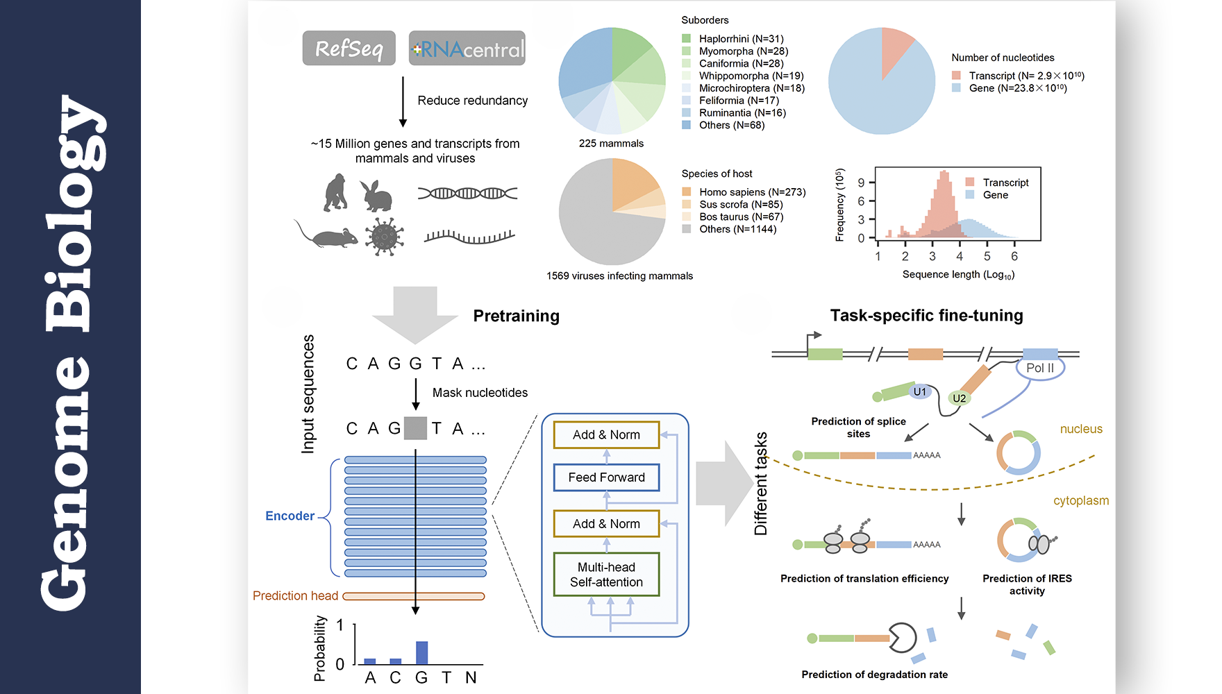 營養(yǎng)與健康所生物醫(yī)學(xué)大數(shù)據(jù)中心合作開發(fā)RNA基礎(chǔ)語言模型LAMAR