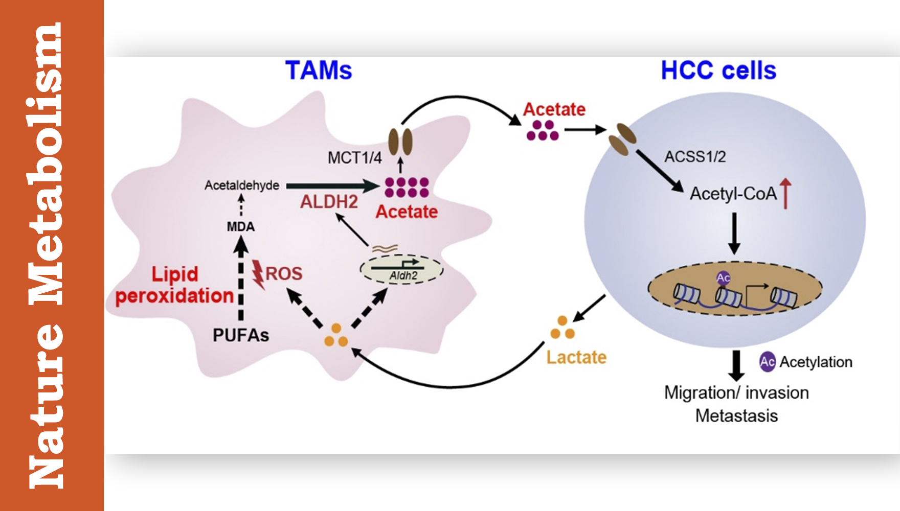 營養(yǎng)與健康所魯明研究組合作發(fā)現(xiàn)癌細胞與腫瘤相關巨噬細胞代謝互作促進肝癌轉移新機制