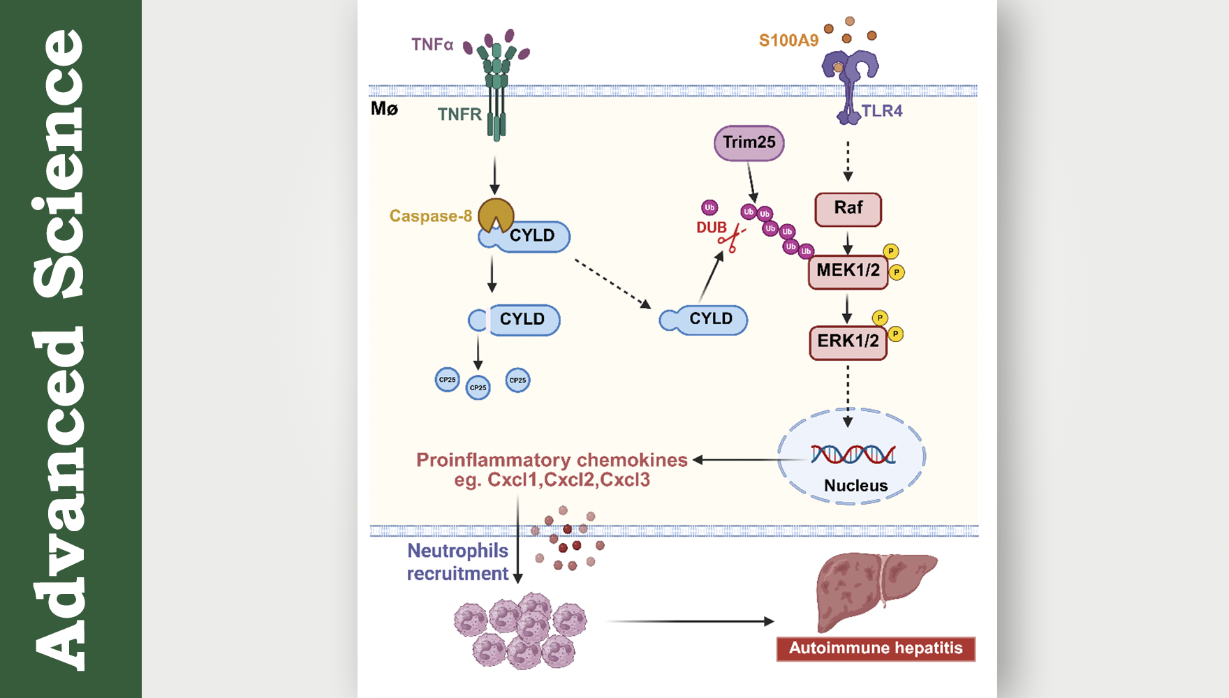 營養(yǎng)與健康所章海兵研究組揭示去泛素化酶CYLD調控自身免疫性肝炎進展新機制