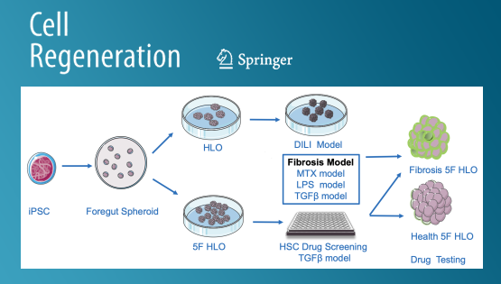 營(yíng)養(yǎng)與健康所丁秋蓉研究組開(kāi)發(fā)人PSC衍生的肝類(lèi)器官在藥物肝毒性評(píng)估及抗肝纖維化藥物篩選中的應(yīng)用