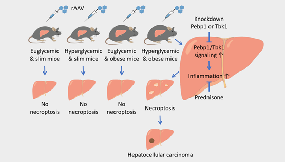 營養(yǎng)與健康所翟琦巍研究組揭示預(yù)防肥胖的糖尿病人肝癌發(fā)生的新思路以及AAV基因治療的新問題