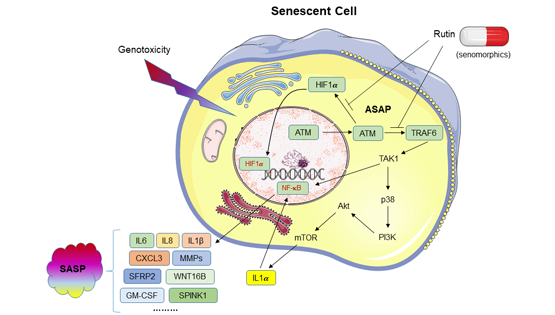 營(yíng)養(yǎng)與健康所孫宇研究組發(fā)現(xiàn)植物化學(xué)小分子Rutin的潛在抗衰老干預(yù)治療方案