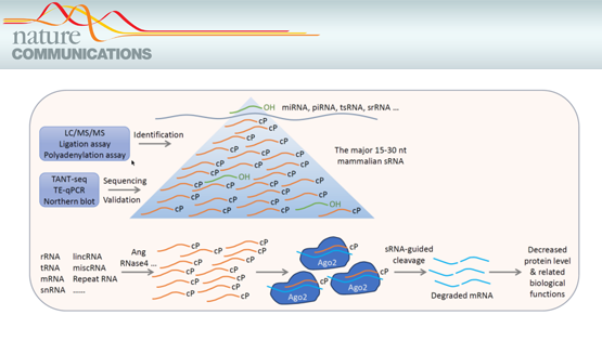 營養(yǎng)與健康所翟琦巍研究組發(fā)現(xiàn)哺乳動物15-30nt主要小RNA及其產(chǎn)生機制和功能